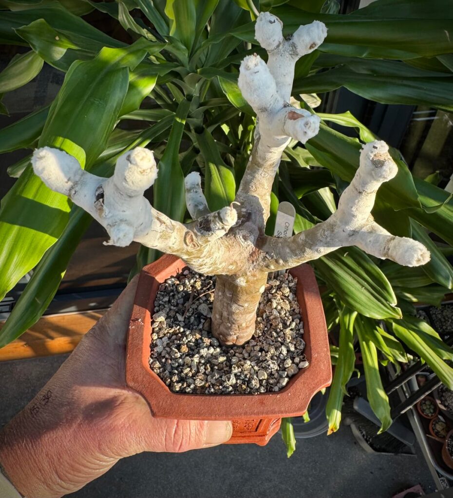 I love the dusty farina and thick trichomes on my Othonna triplinervia