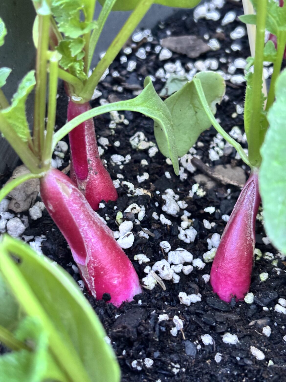 New member and first ever vegetable (grown, not eaten)