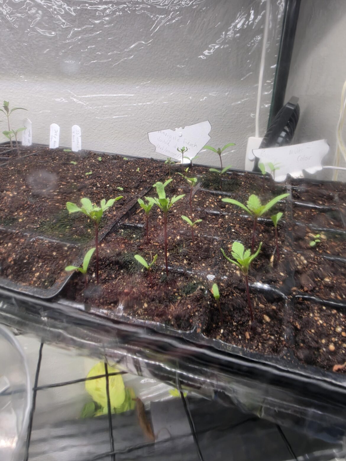 Are my marigolds too leggy?