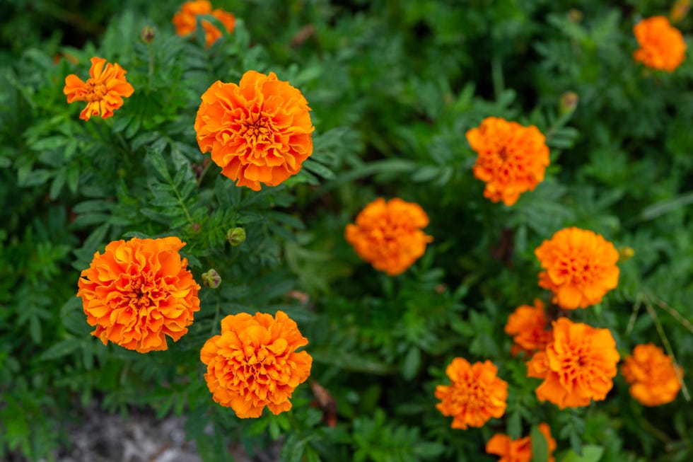 op gardening trends of 2026 granny plants