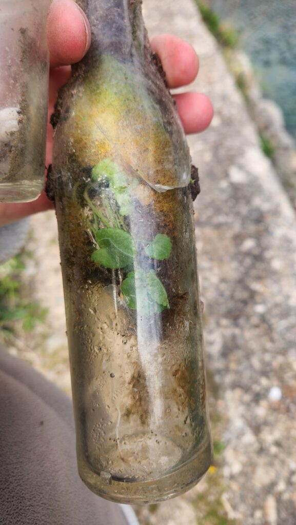 I found a completely natural terrarium. How do I take care of it??