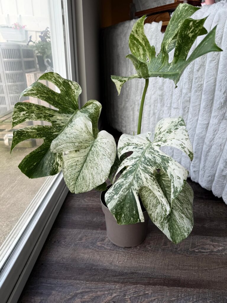 Please help? What type of monstera is this? Please help? What type of monstera is this?