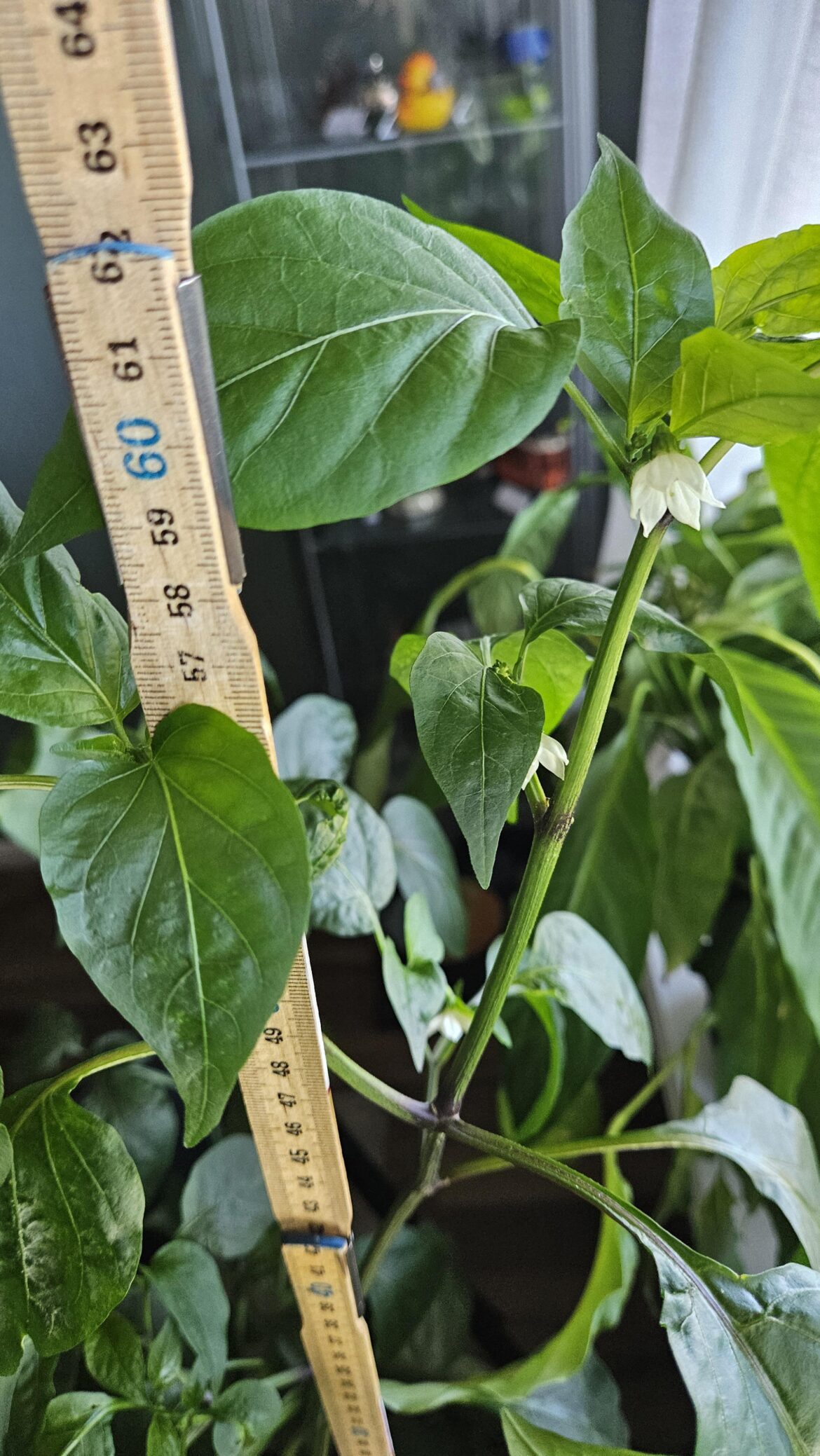 How tall are your chilli plants?