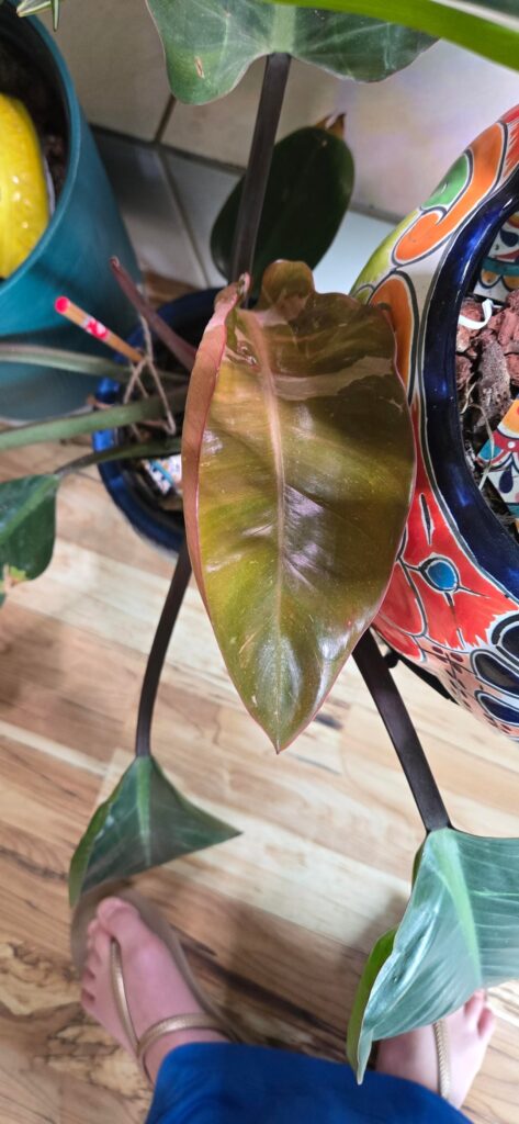 What’s wrong with this leaf? What's wrong with this leaf?