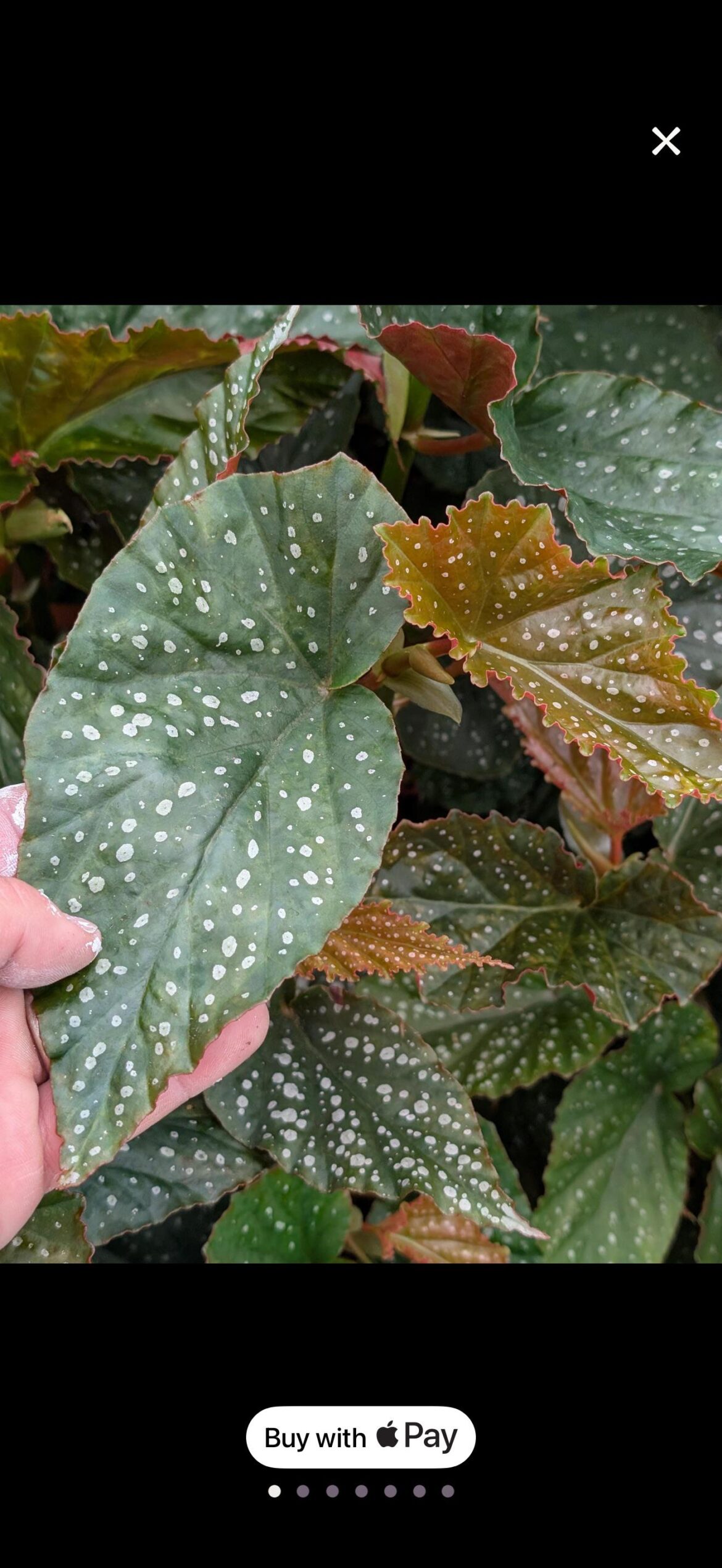 ID help