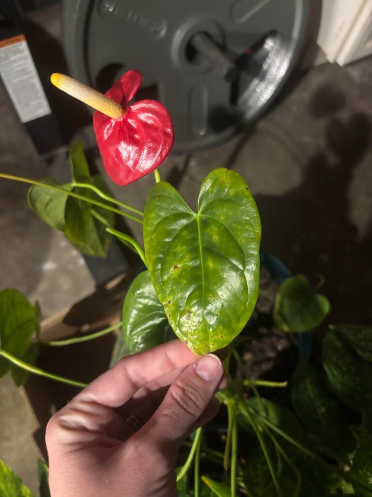 dead papa’s plants, HELP! dead papa’s plants, HELP!