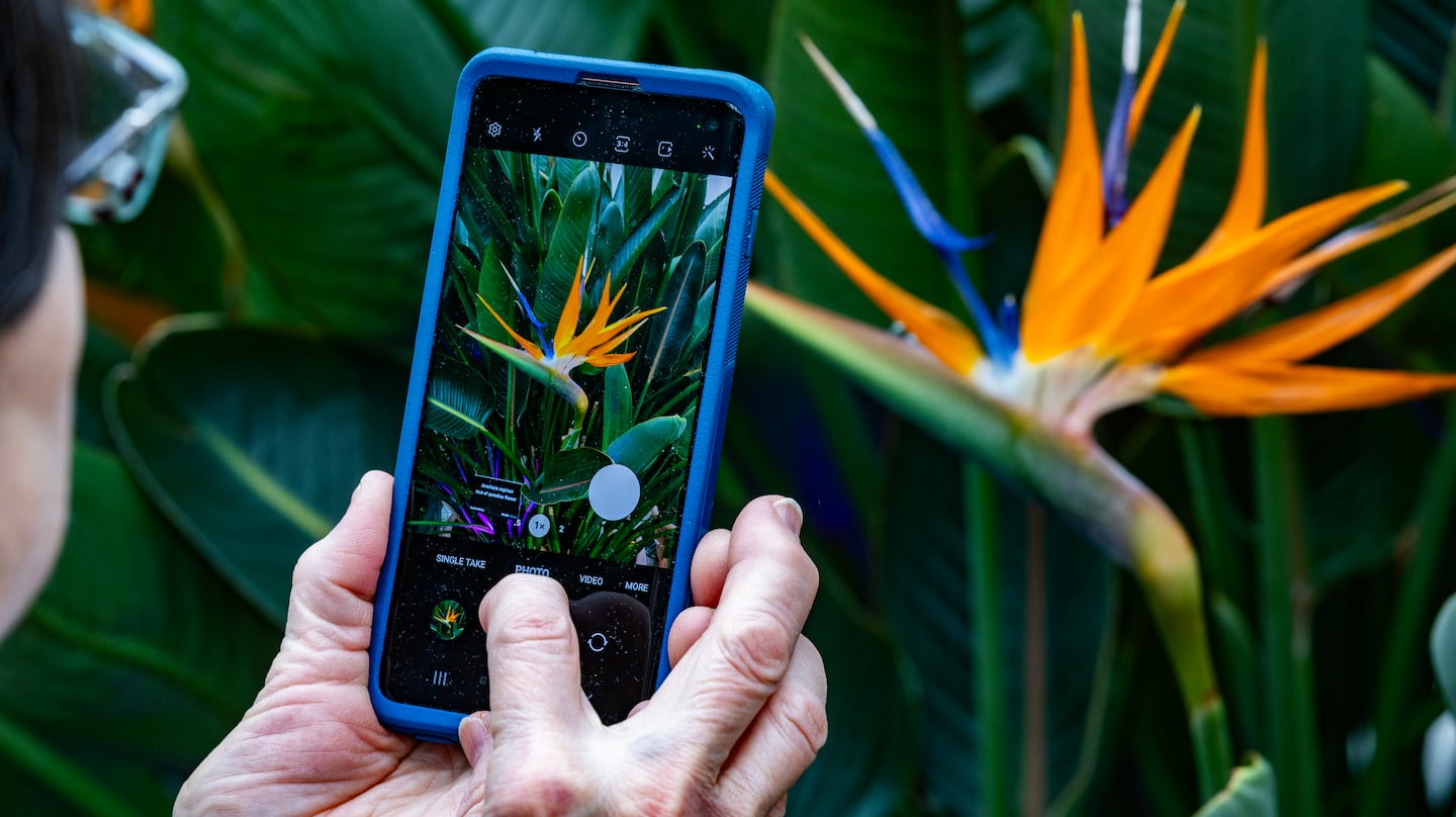 Bird of paradise flower (Strelitzia reginae).
