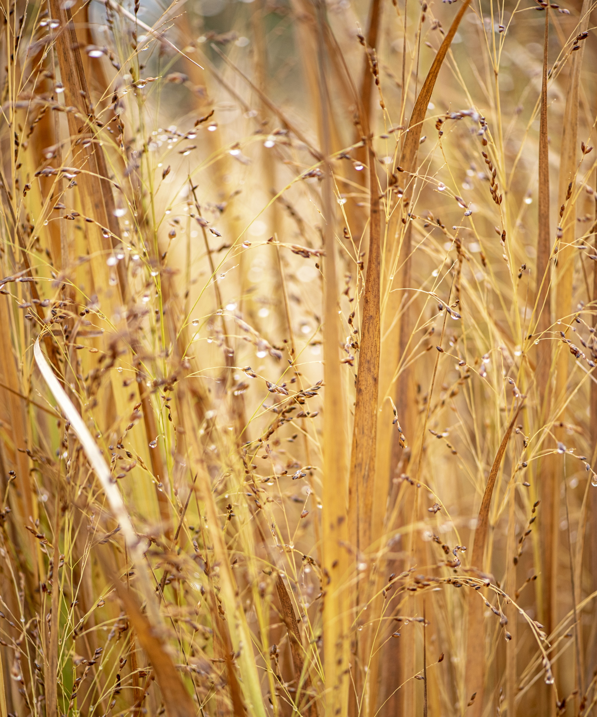 Switch grass for screening