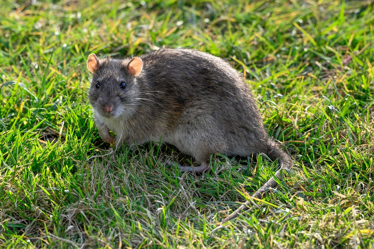 They are opportune scavengers and will take advantage of rubbish left out for collection. There numbers will increase if there is a plentiful supply due to build ups of rubbish due to industrial disputes involving local government collections. Brown Rats carry many nasty diseases which they can spread to humans, normally through their urine. including; Leptospirosis or Weil's disease, Salmonella, Listeria, Toxoplasma gondii and Hantavirus. Brown Rats can inflict a great amount of structural damage. Rats feed on grain and may be attracted to your garden by fallen food from bird feeders. Stop feeding birds if you suspect rats are visiting your garden and secure chicken runs. Store bird and other animal food in secure containers.