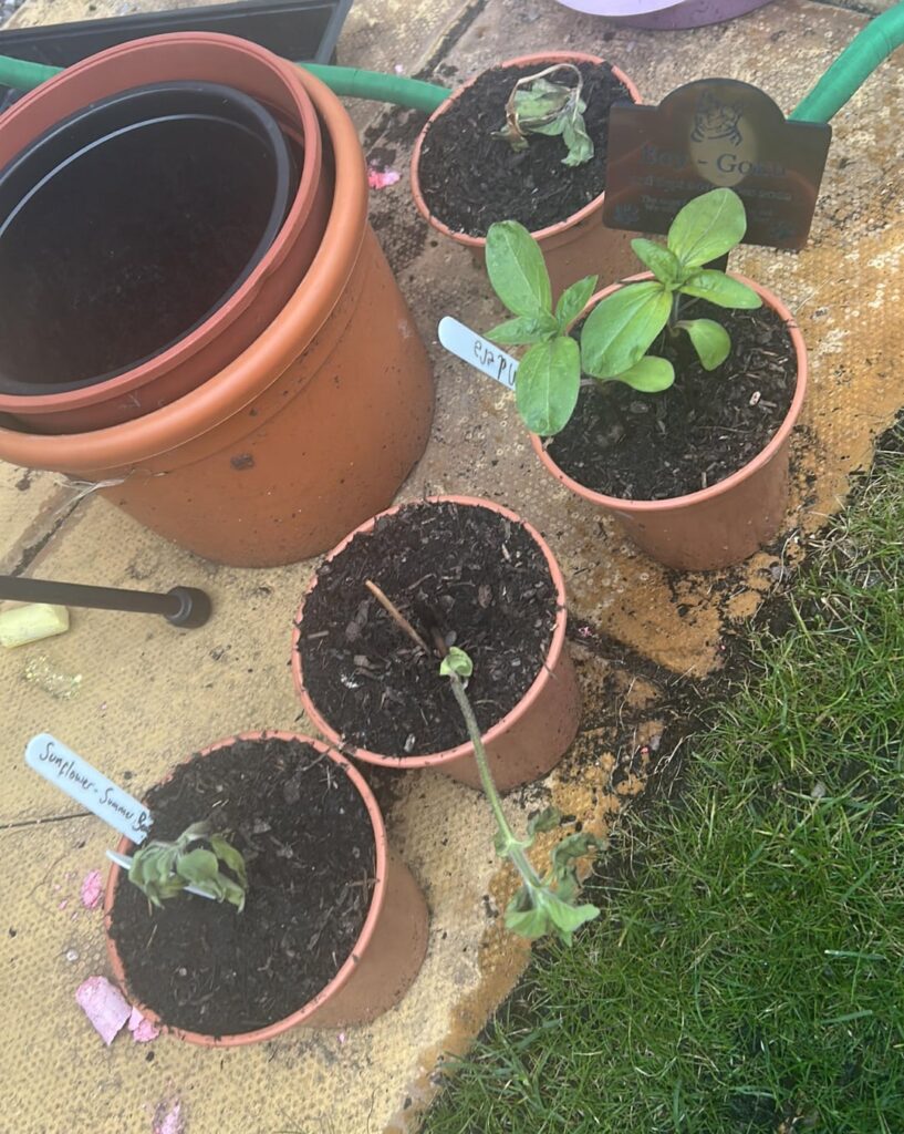 Sunflower issues!