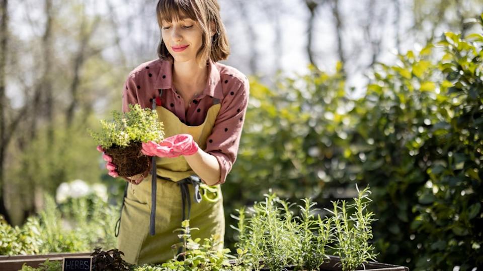 Young gardener planting spicy herbs at home vegetable garden outdoors. Pretty housewife wearing apron and gloves. Concept of homegrowing local food