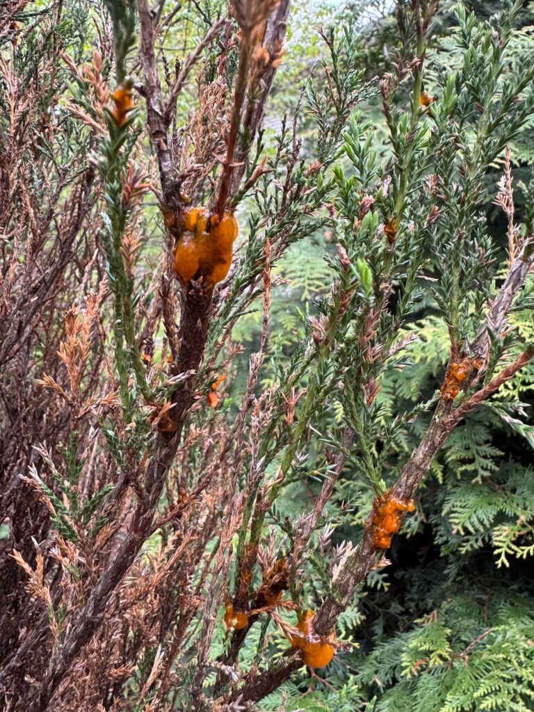 Junipers has some fungus, any ideas?