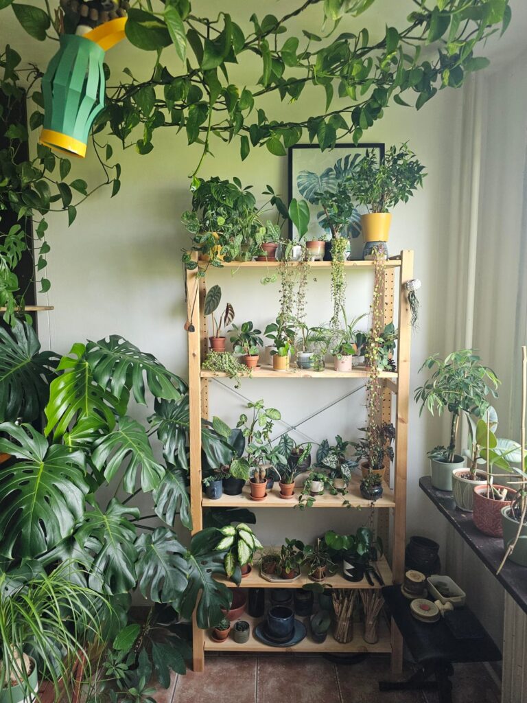 My plants corner