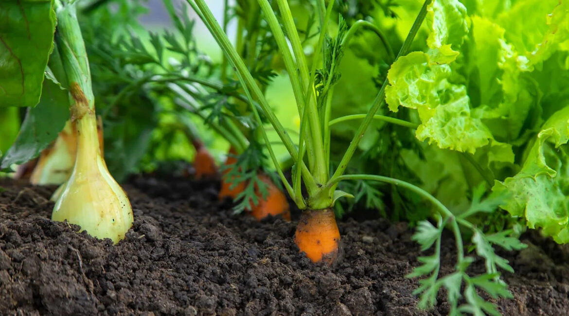 Gardening Experts Share the Best Plants to Grow With Onions Yahoo lifestyle home