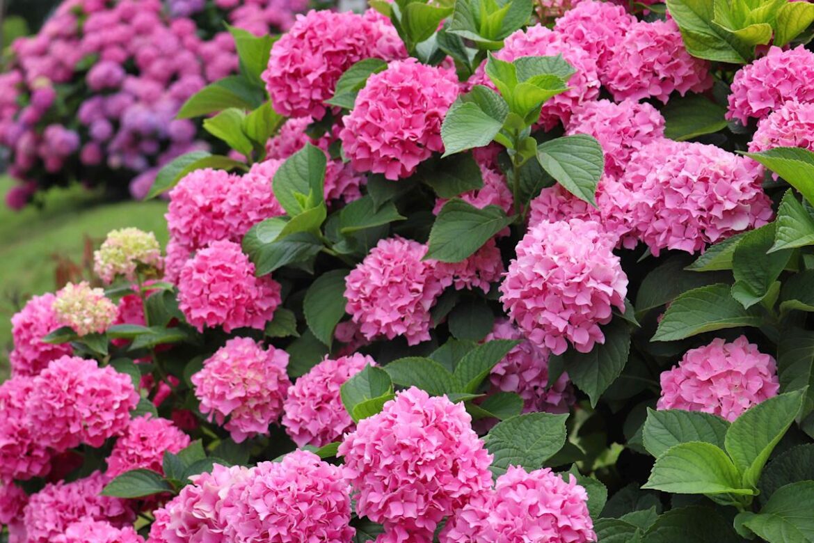How to Transplant Hydrangeas the Right Way for Bigger, Better Blooms How to Transplant Hydrangeas the Right Way for Bigger, Better Blooms
