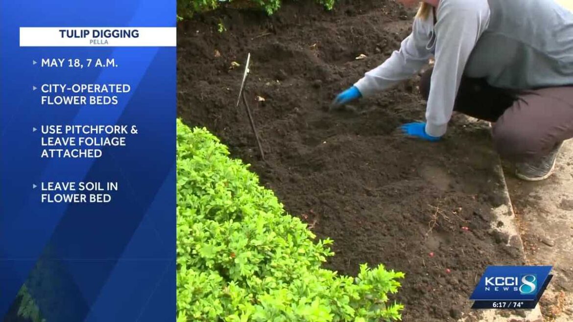 Pella sets date for tulip digging Pella sets date for tulip digging