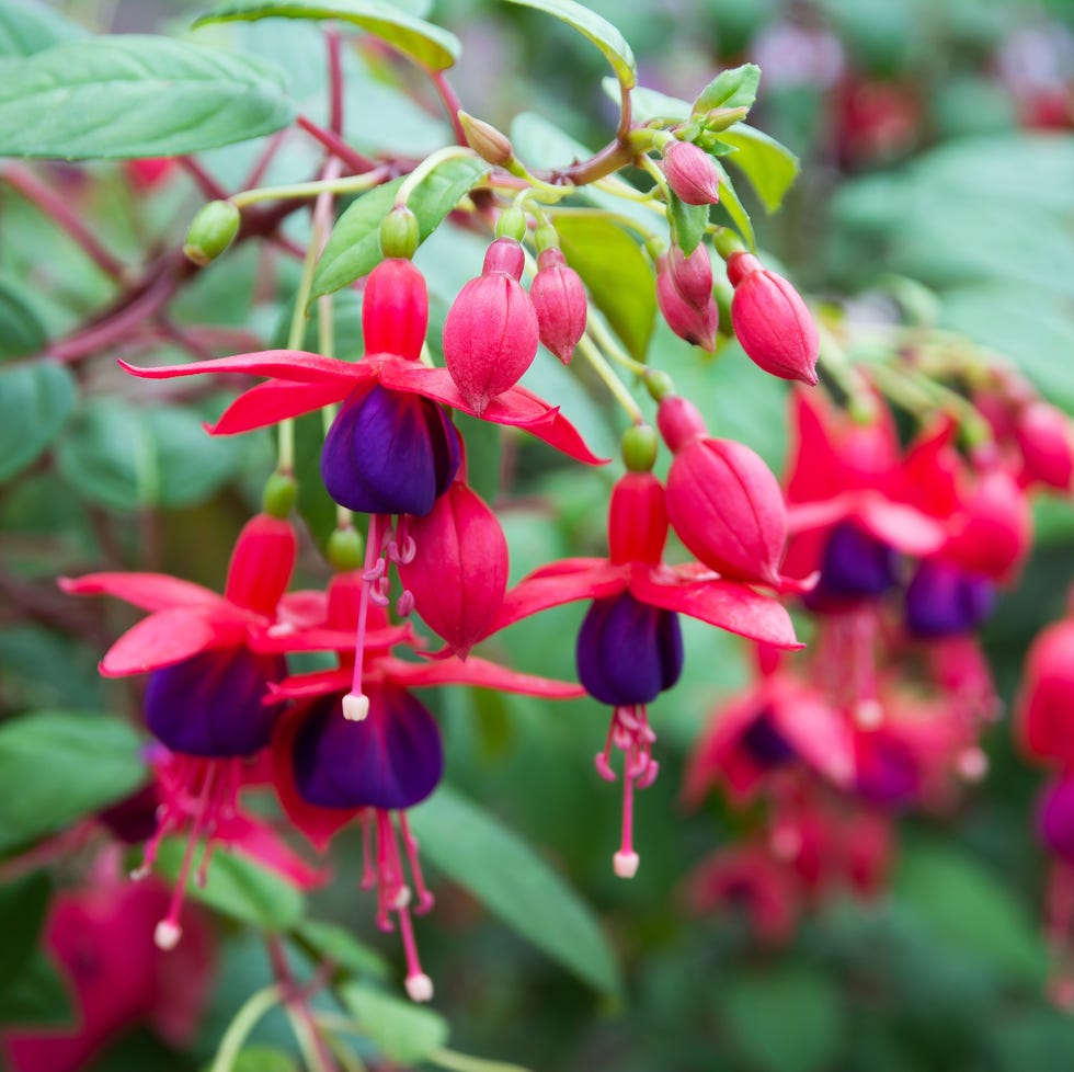 Fuchsia flowers fuchsia flowers.beautiful fuchsia flowers in the garden