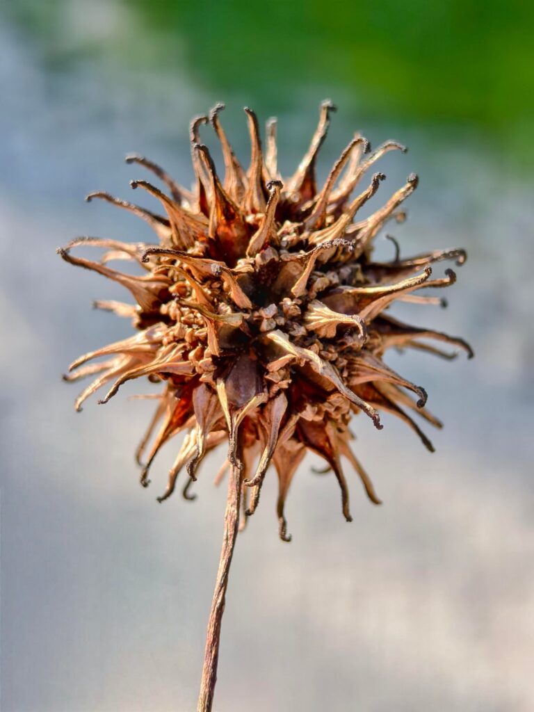What is this amazing fruit - like a hedgehog?