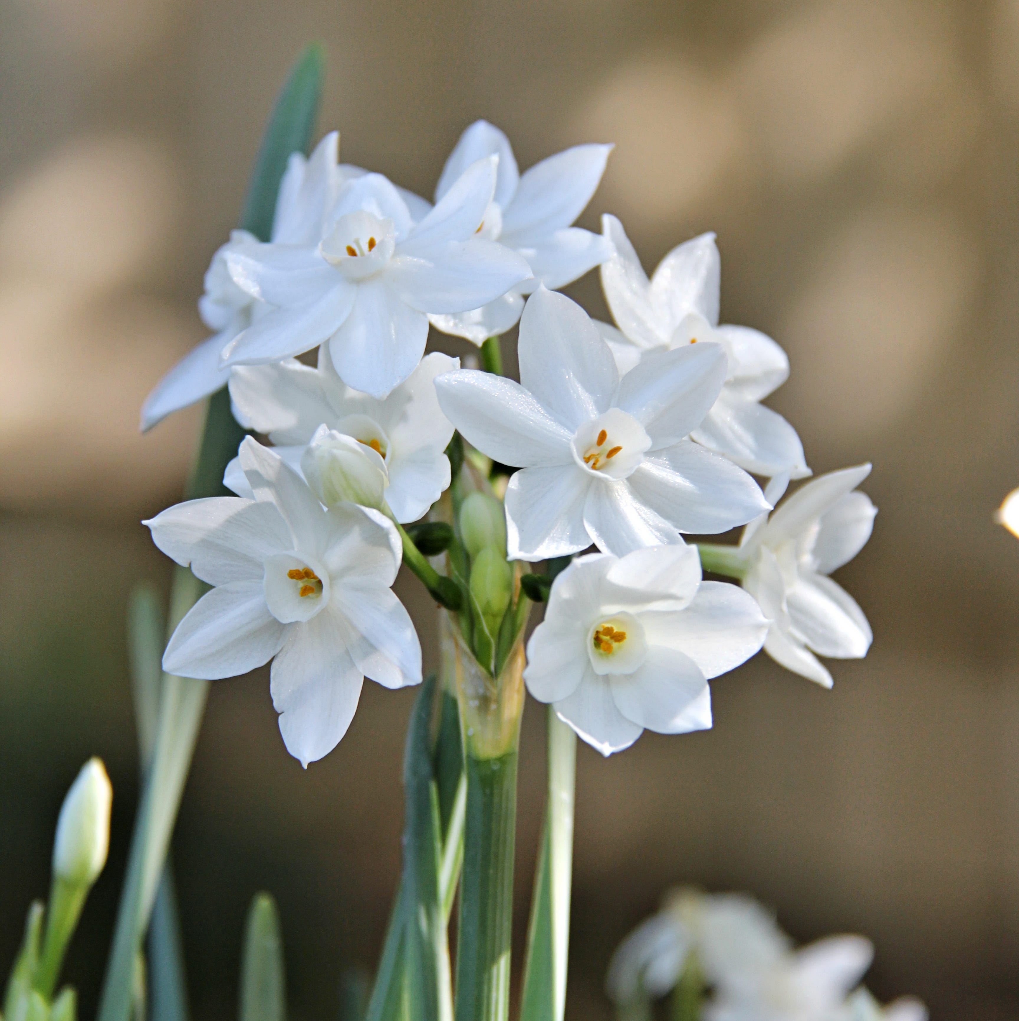 delicate paperwhite blooms