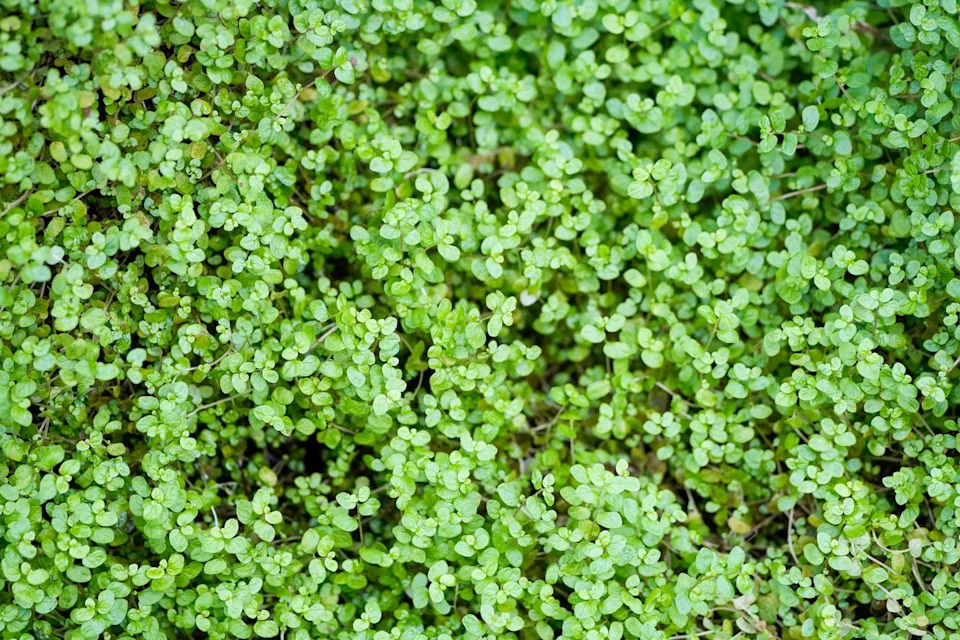 soleirolia soleirolii plant