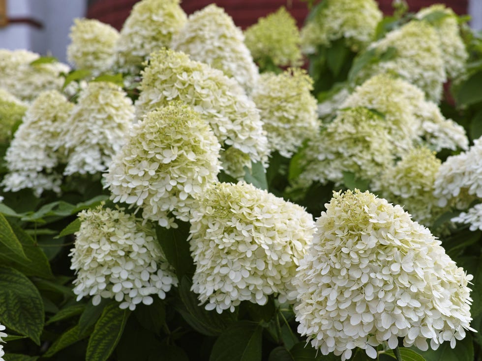 hydrangea paniculata 'limelight' is a deciduous shrub known for its large, cone shaped flower clusters that start as lime green and transition to creamy white and blush pink in the fall. it thrives in full sun to partial shade and is easy to grow, making it a popular choice for gardens.