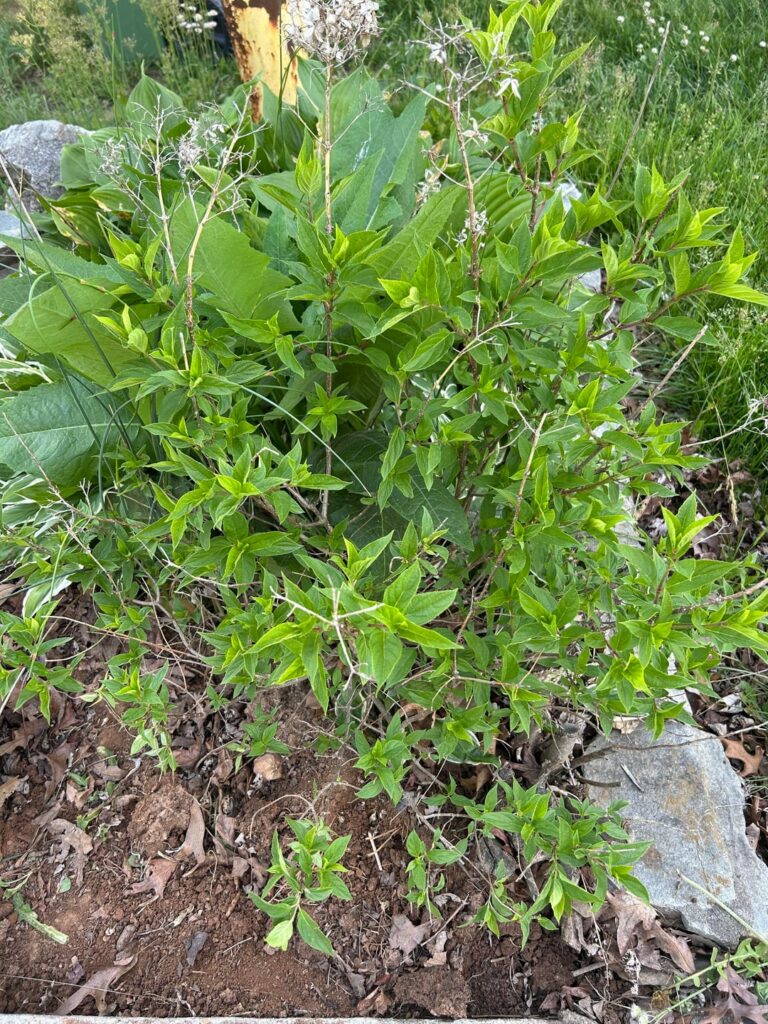 Can anyone tell me what this is