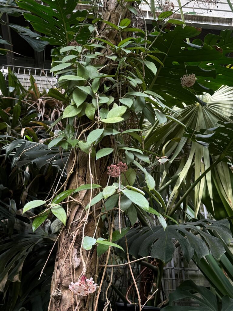 Hoya at the Royal Botanic Garden in Madrid!