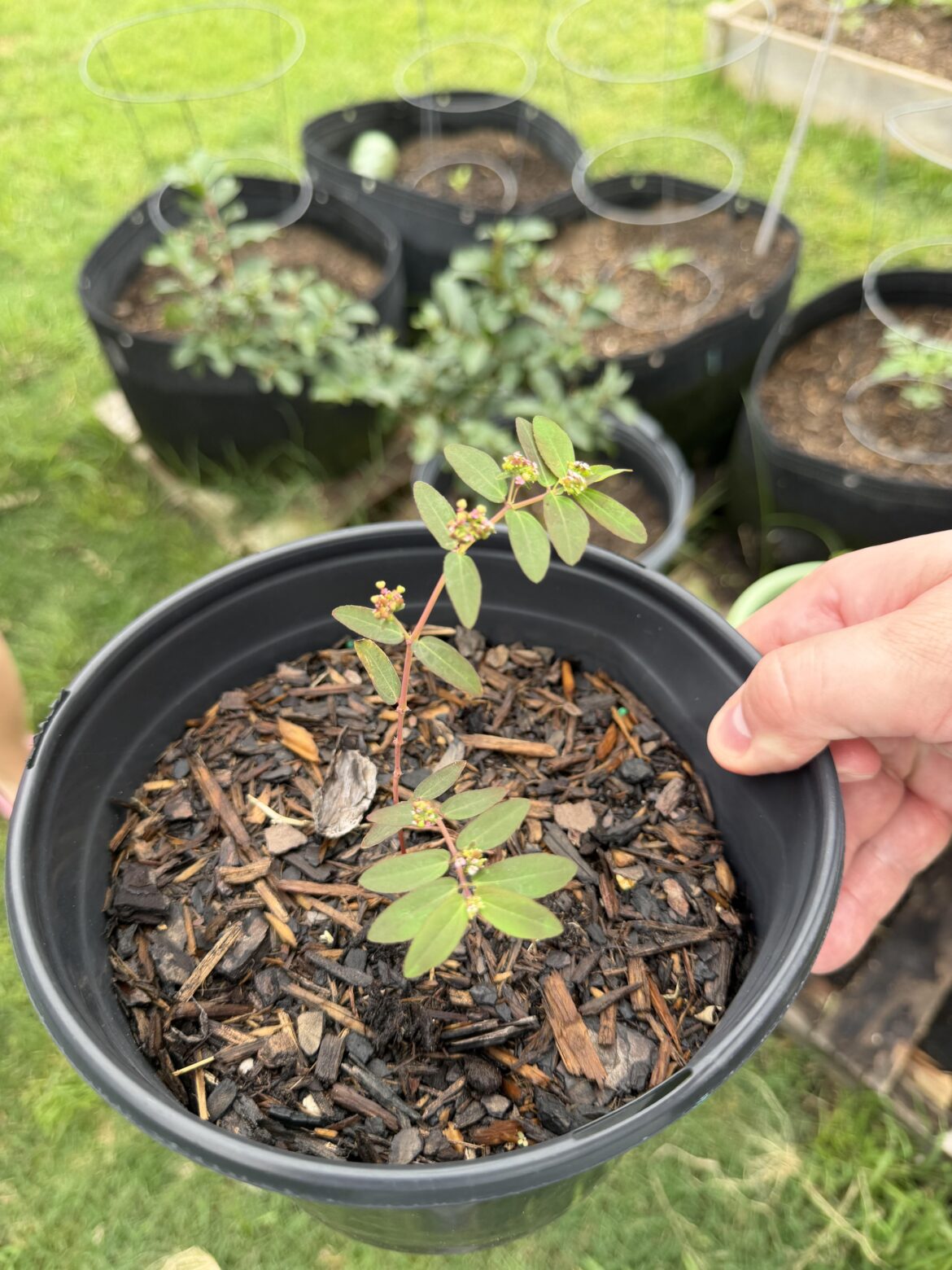 Need help with ID - Central TX