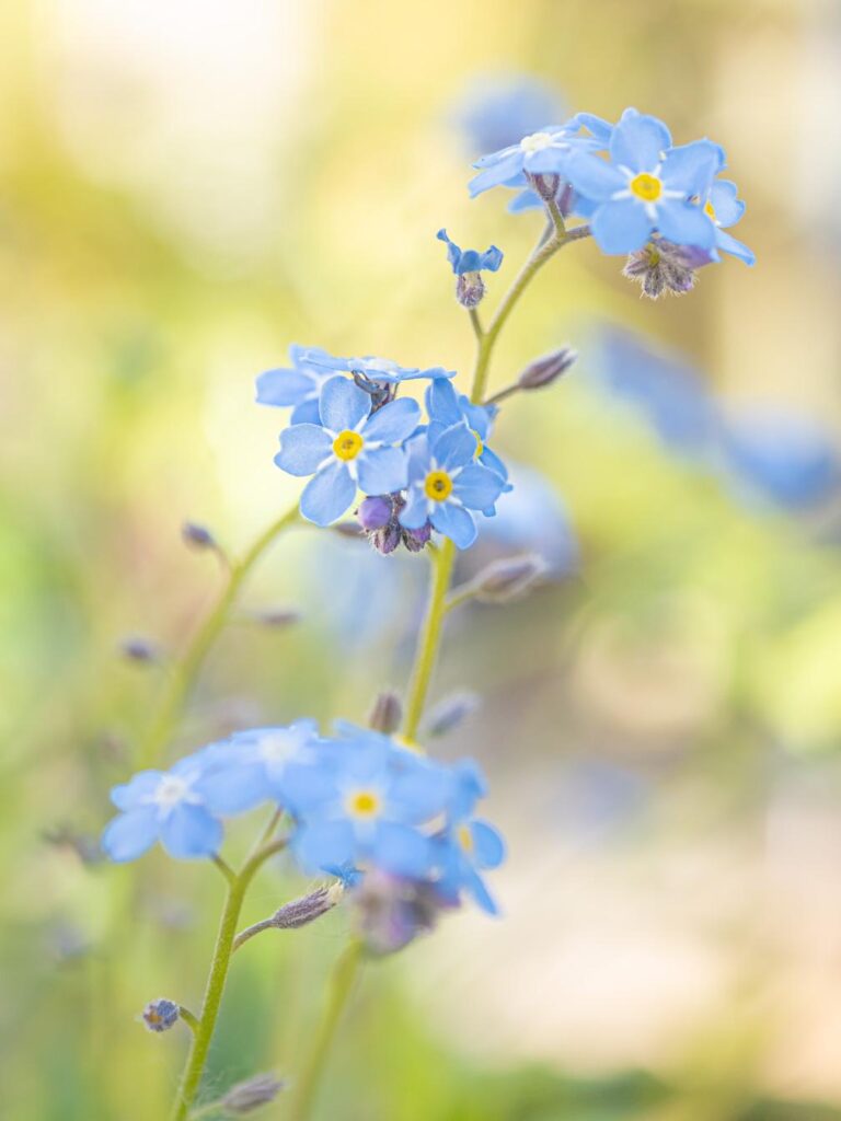 Small but tall, from the garden
