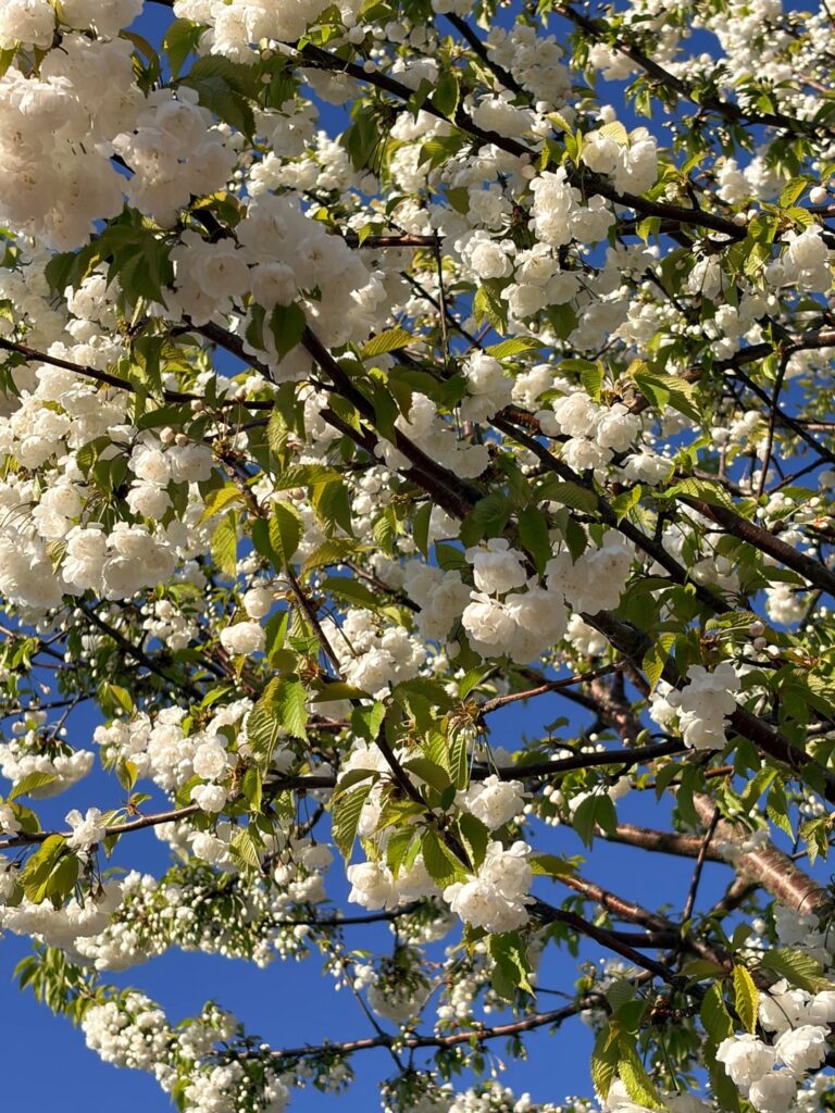 I love blooming trees 🪷🤍