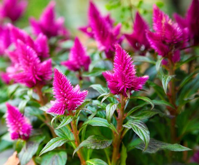 vibrant pink celosia flowers
