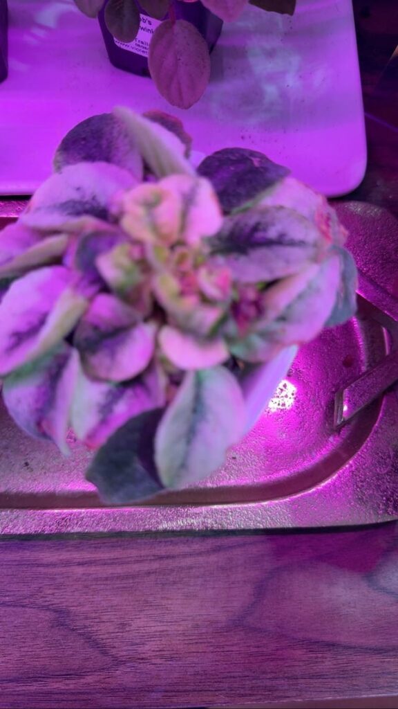 Mites? This african violet has is growing a deformed, tight crown? AI says it is mites, thoughts?