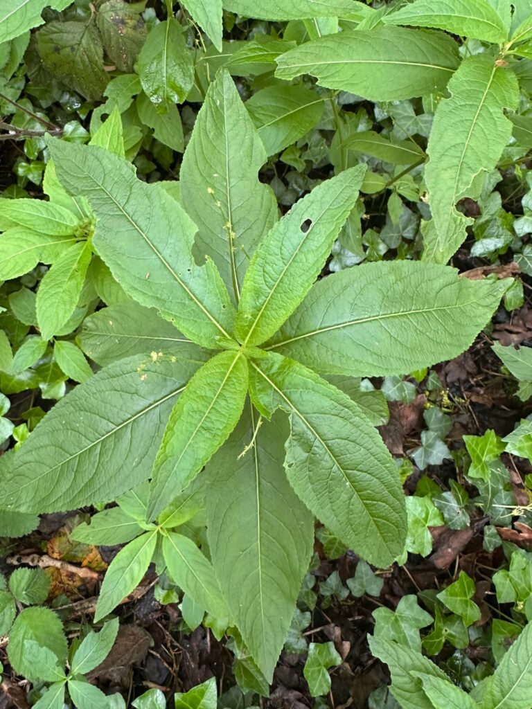 UK woodland- what is it?