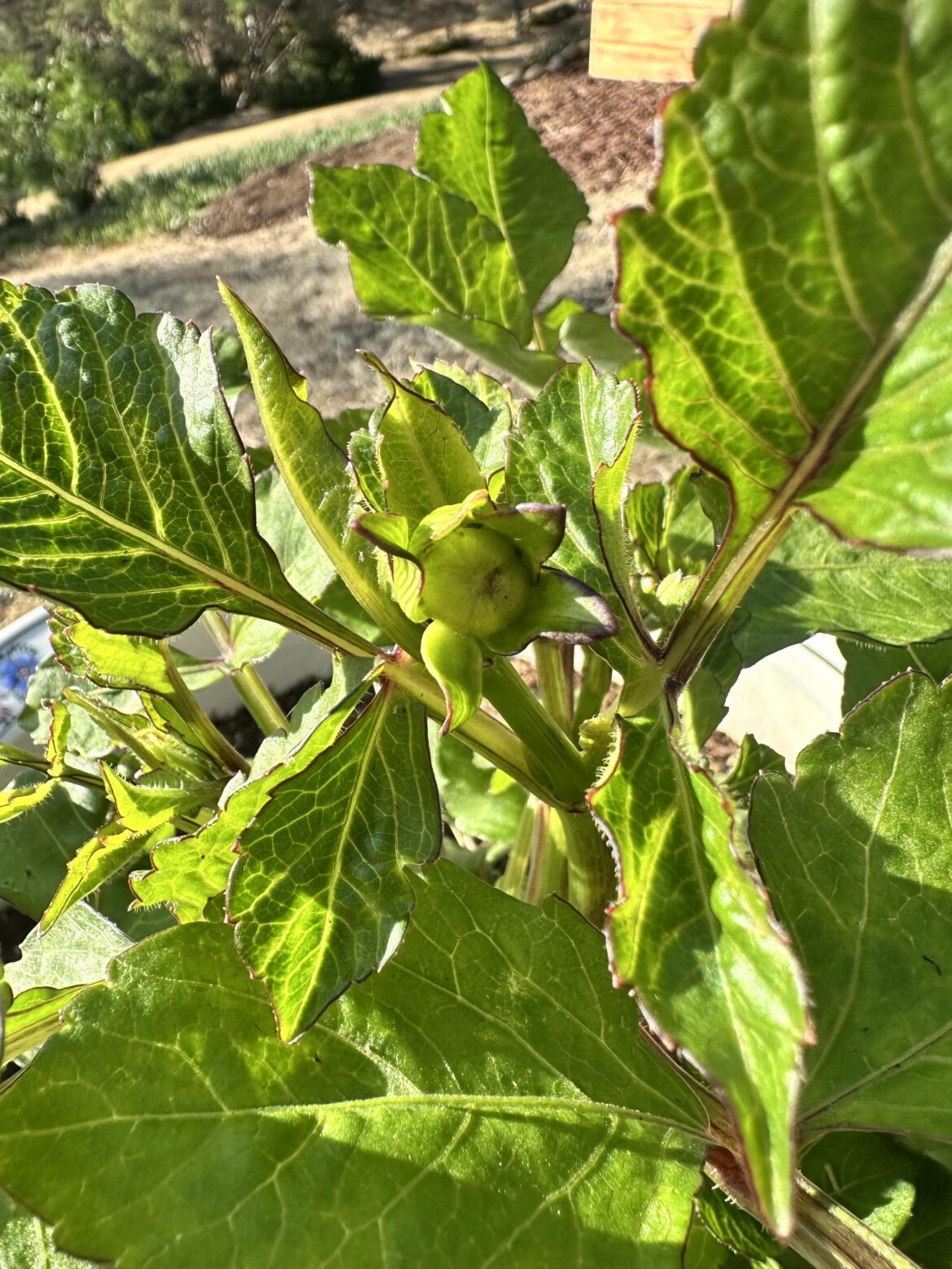 New to growing. is there any way to tell what color the flower might be at this stage based on how it looks now? And about how many days do you think I’m away from actually seeing a bloom?
