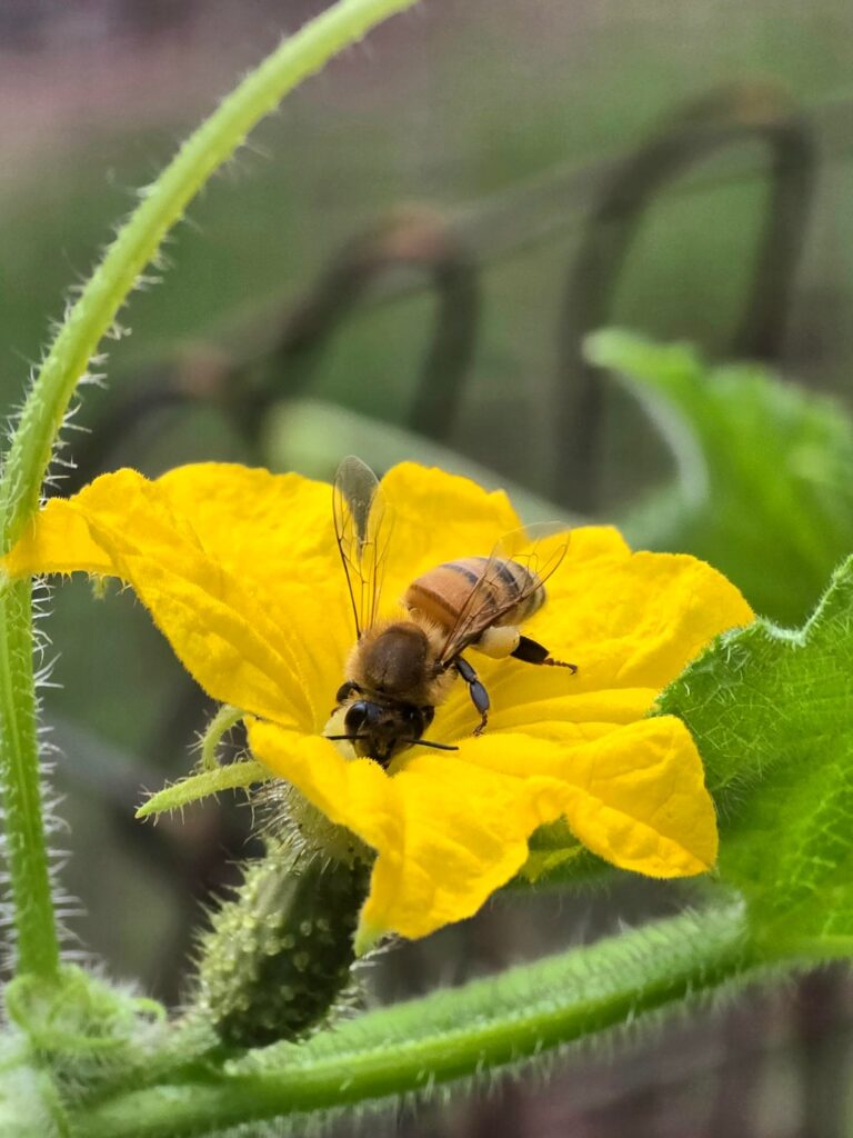 These guys are hard at work in the garden today.