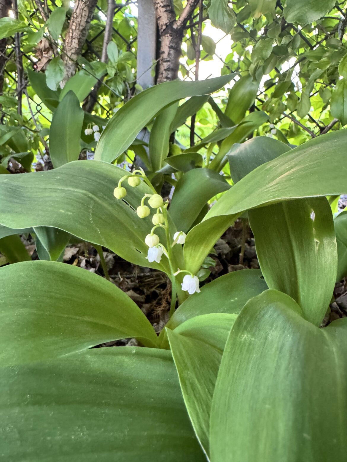 Lily of the Valley?