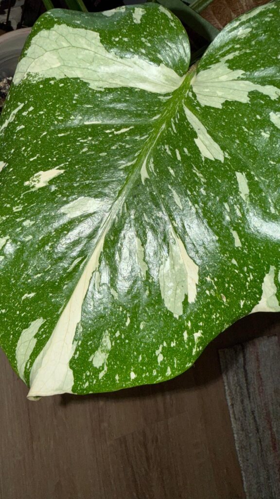 Anyone know what this is?