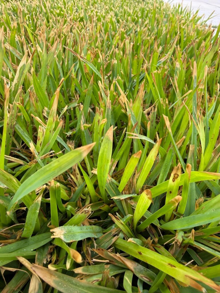 Grass Tips Burned Grass Tips Burned