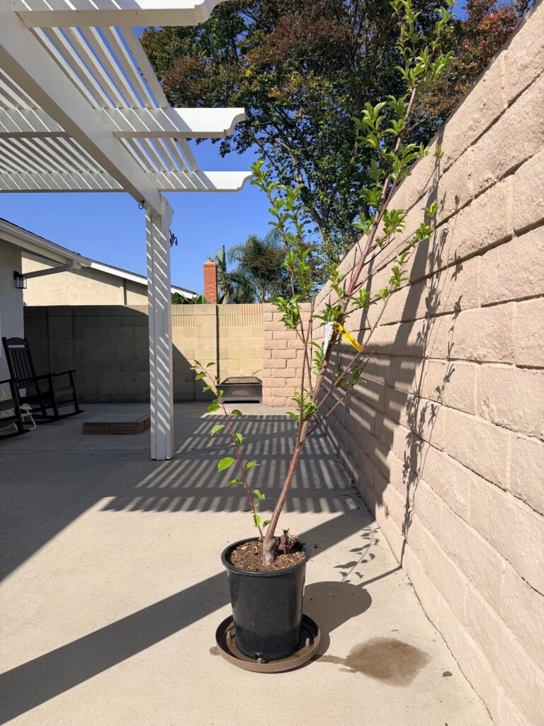 How to straighten up my plum tree How to straighten up my plum tree