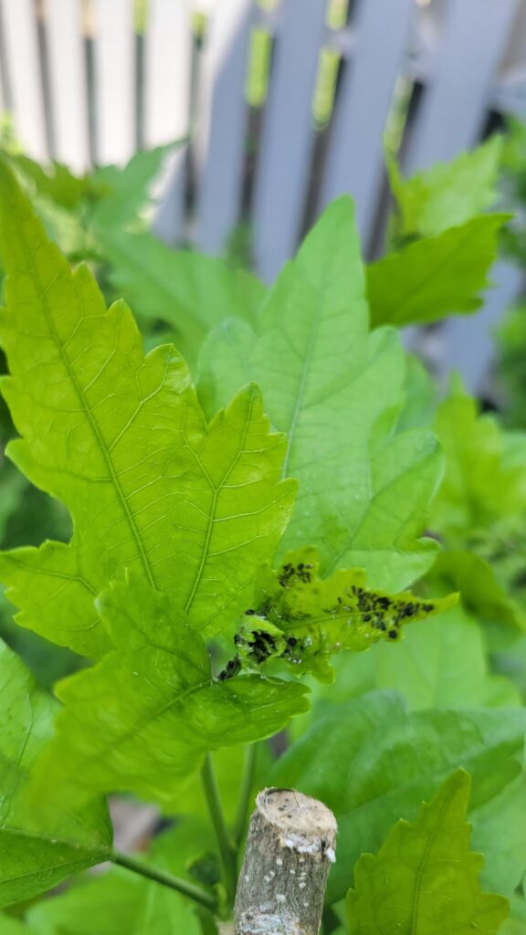 Anyone able to help identify these black dots/pests(?) on our hydrangeas? In MD, USA