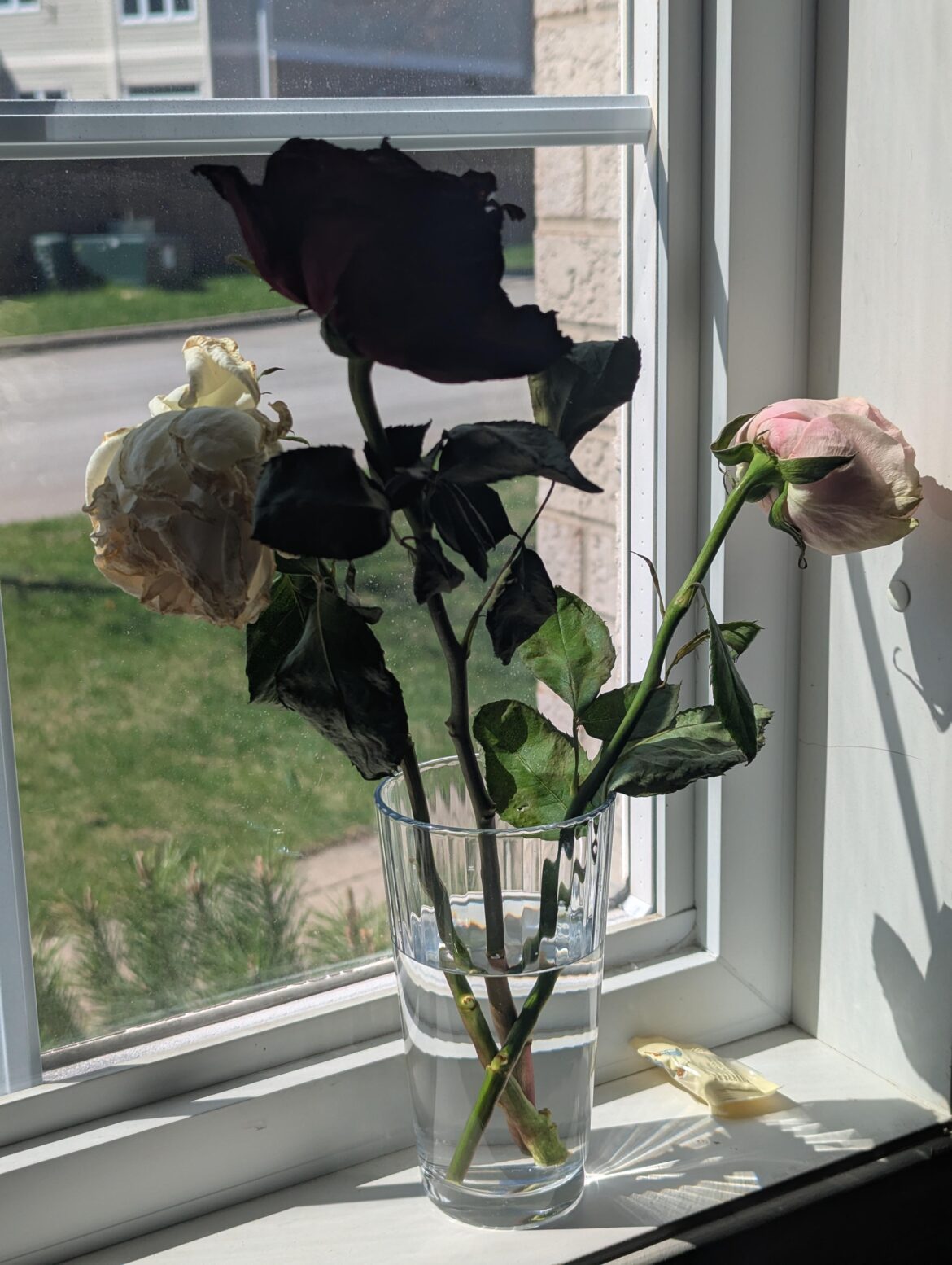 Can I still propagate these roses ?
