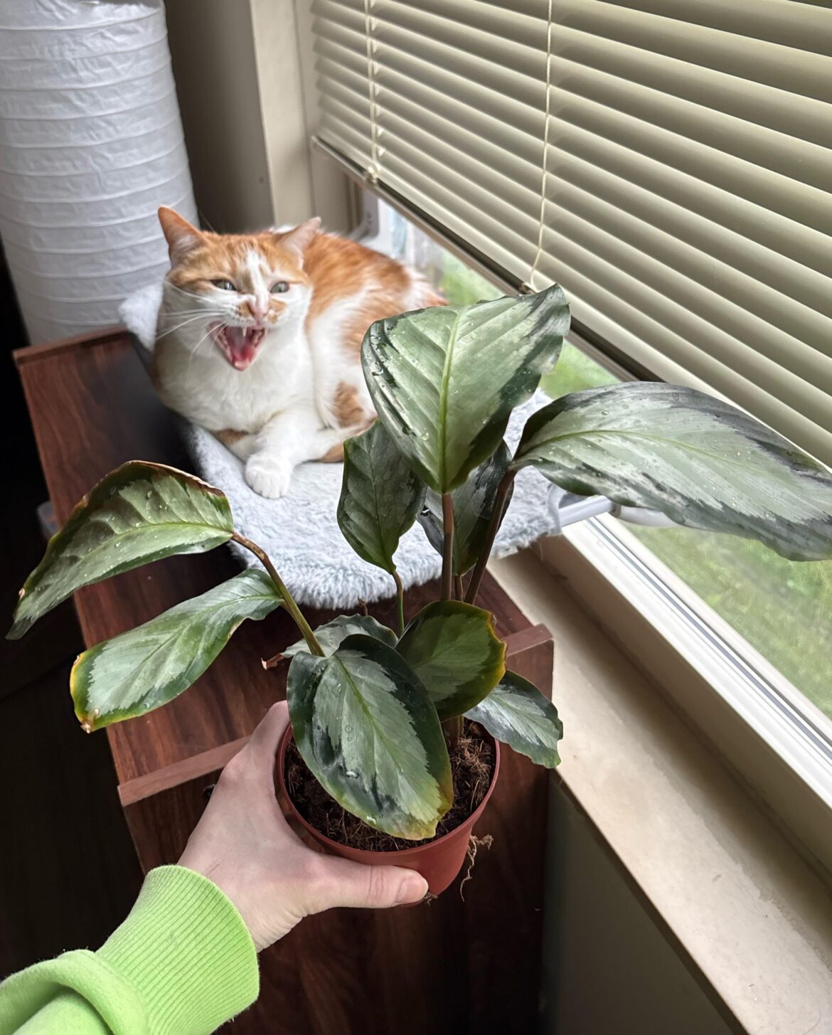 First house plant 🪴