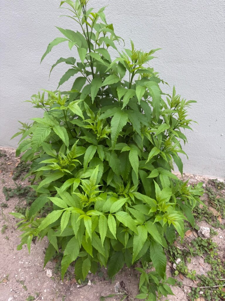 New house — keep or remove