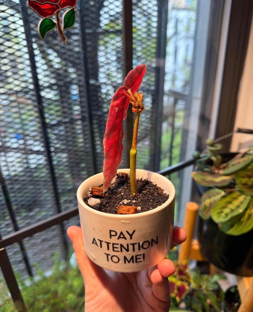 How long until I see some growth?