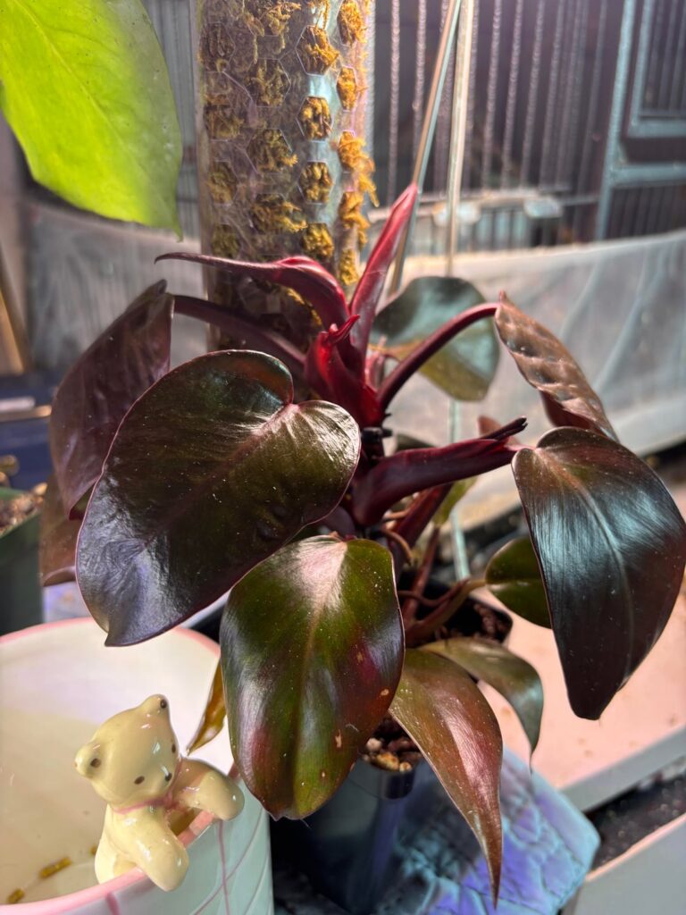 Random $7 philodendron. Any ideas what it could be? (No there’s no pests, just dusty! Sorry!)