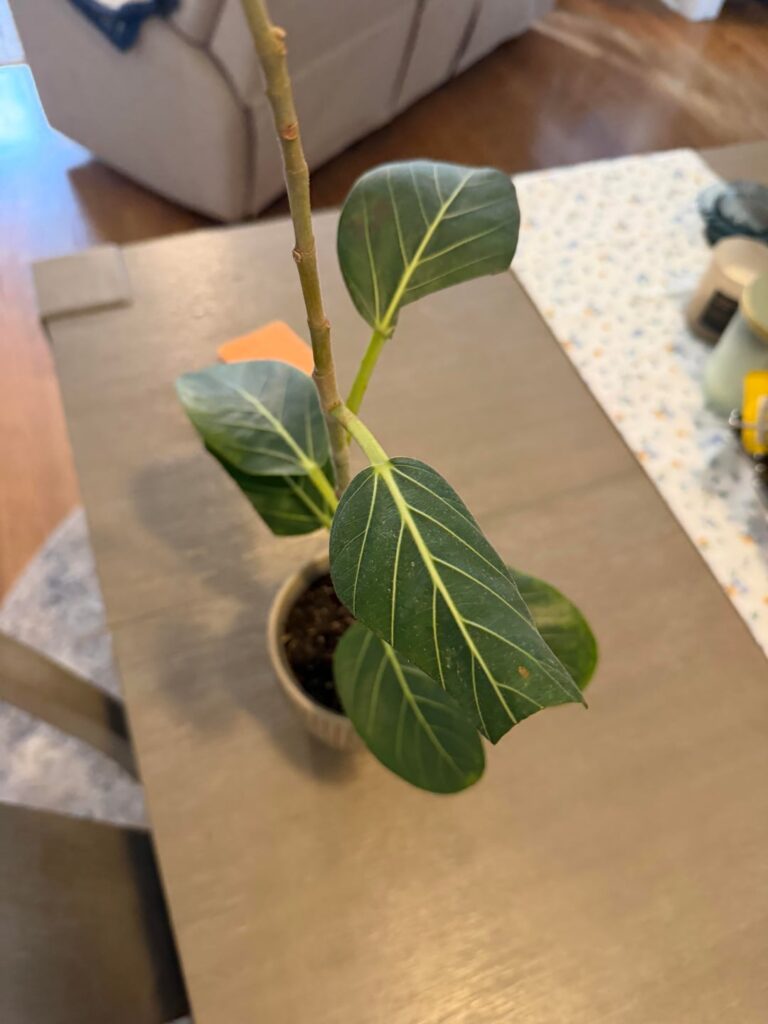 Is this what I think it is?