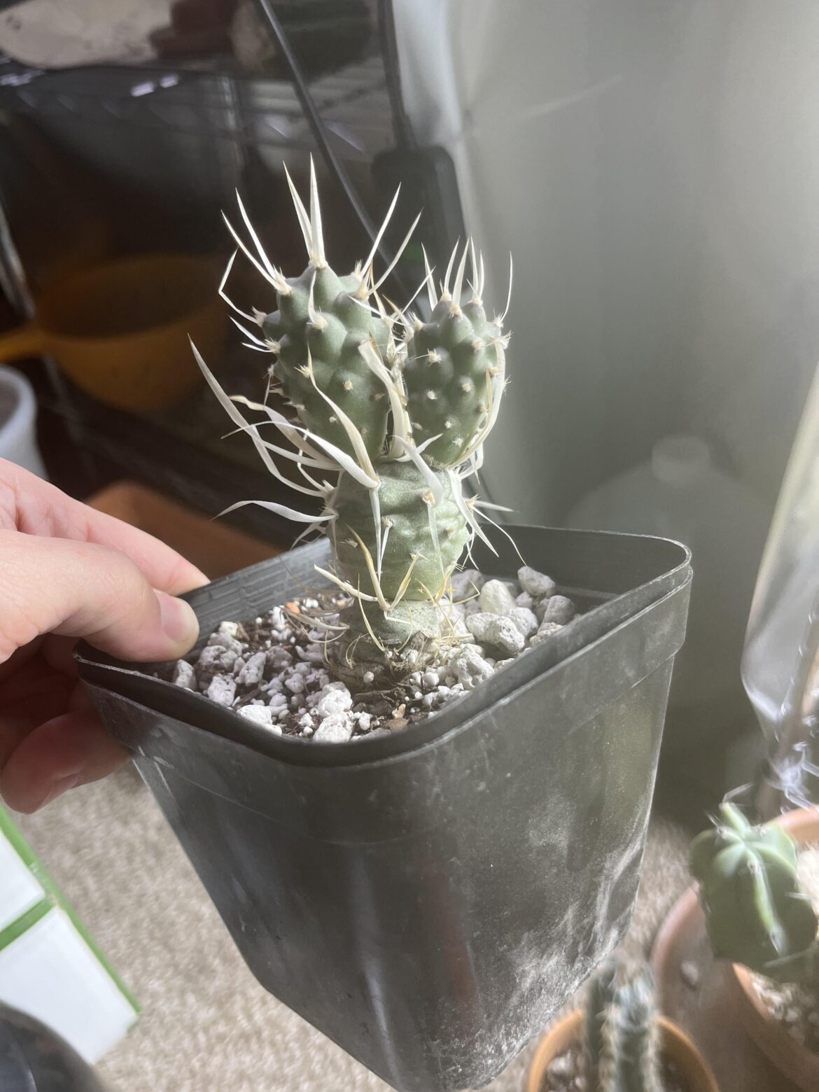 Who knew Meijer (Midwest big grocery store) would have a paper spine cactus