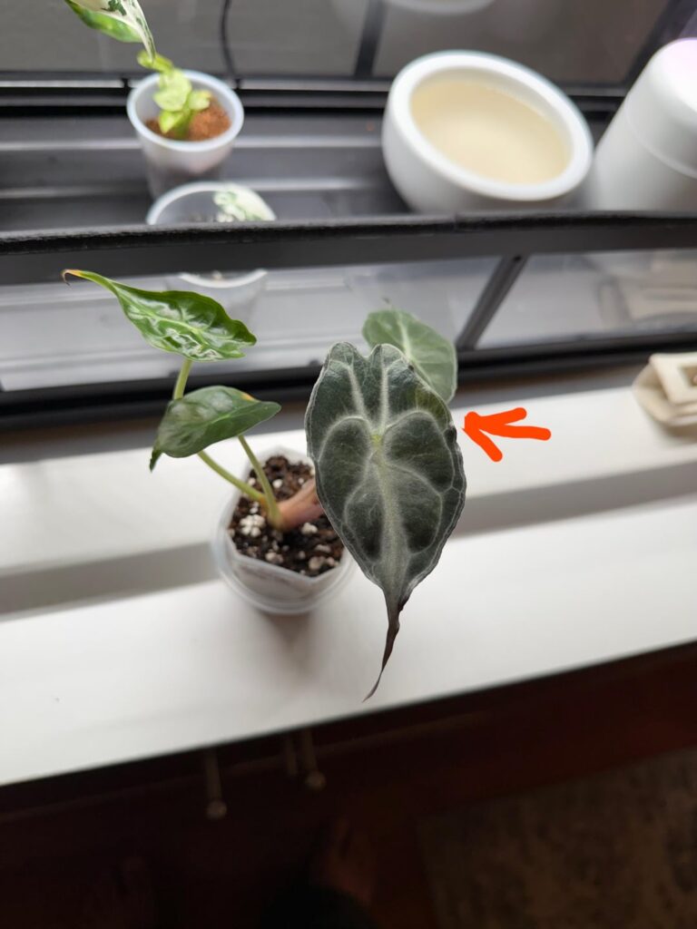 Possible Mutation ?