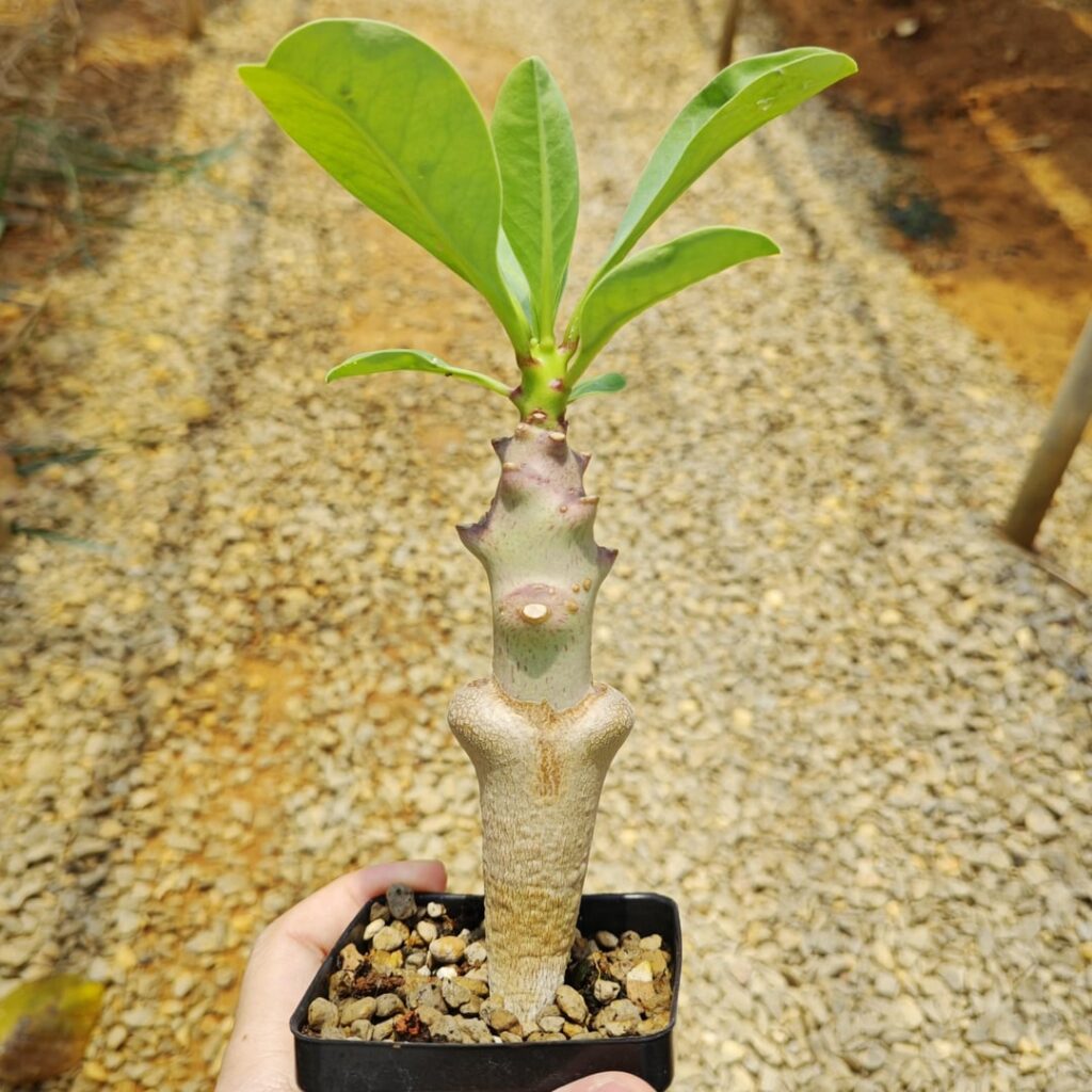 Euphorbia leistneri