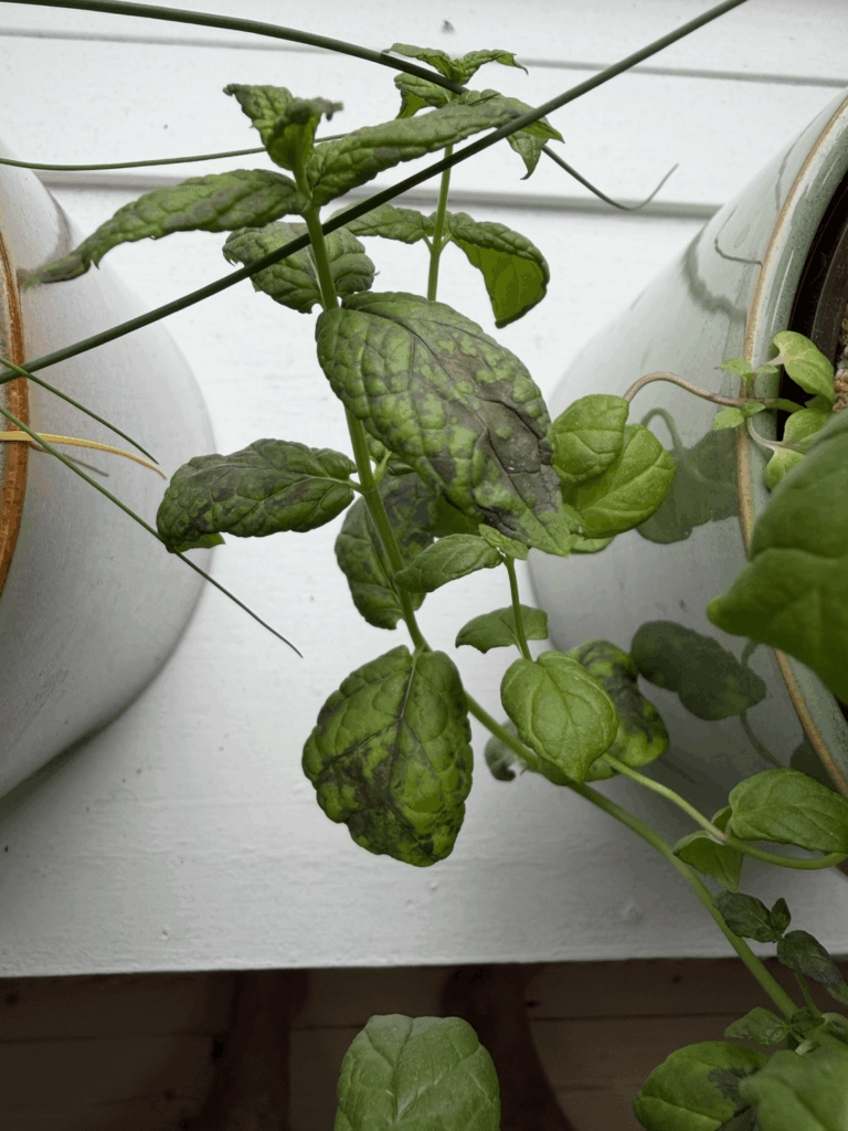 What is this discolouration on my mint? What is this discolouration on my mint?